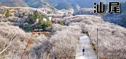2025年1月新文化游客在汕尾