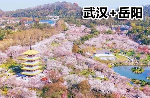 2026年3月新文化游客在武汉+岳阳